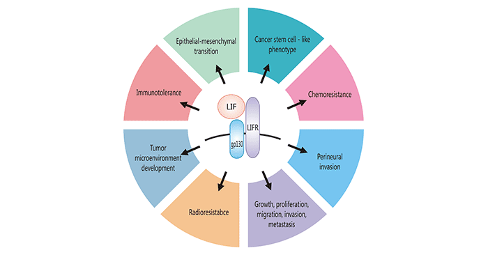 Cancer-promoting cellular functions of LIF