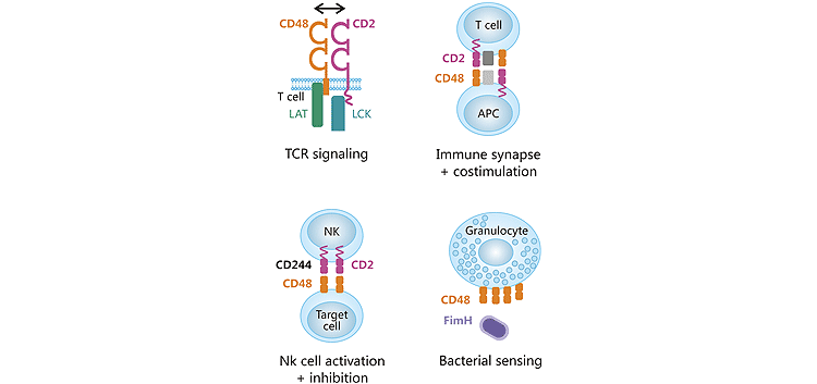 CD48与其配体相互作用