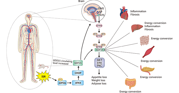 GFRAL/GDF-15信号通路机制