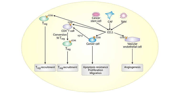 CCR8-CCL1轴的作用
