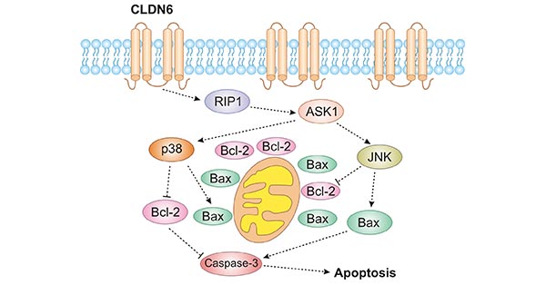 CLDN6J激活RIP1-ASK1-p38/JNK MAPK