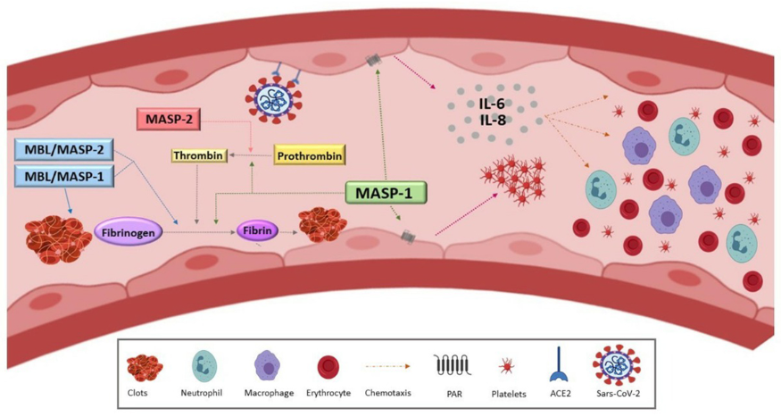 complement and coagulation cascade