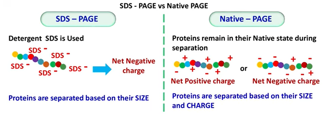 native page蛋白分子量